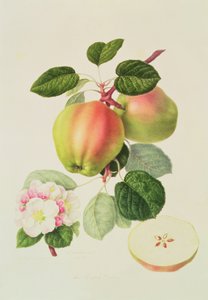 Den holländska Codlin, 1820
