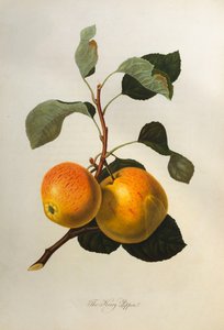 Kerry Pippin, från "Pomona Londinensis", 1818