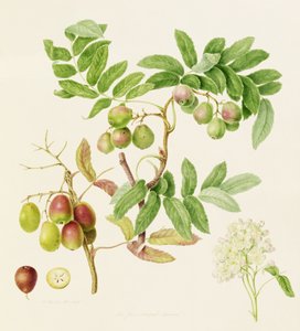 Det päronformade serviceäpplet Crab Apple, 1820 av William Hooker