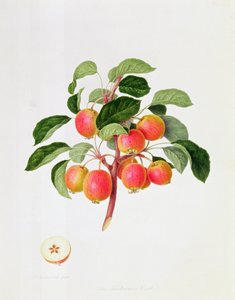 Det tartariska krabbaäpplet, 1819