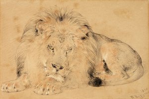 Study of a Lion, 1879 (krita på papper) av William Huggins
