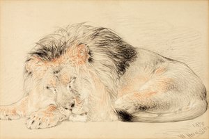 Study of a Lion, 1879 (krita på papper)