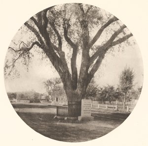The Washington Elm