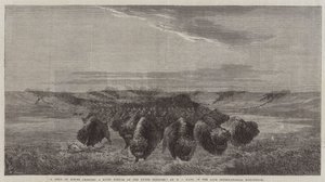 En flock bisonhundar som korsar en flodbotten i övre Missouri, i den sena internationella utställningen. av William Jacob, Sr. Hays