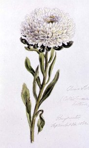 China Aster, målad vid Bayswater