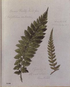 Common Prickly Shield-bregne, malet i Brantwood, 30. november 1857 (akvarel på papir) swed. av William James Linton