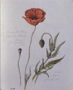 Common Red Poppy, målad i Seaford, Sussex, 25 juni 1860 (akvarell på papper)