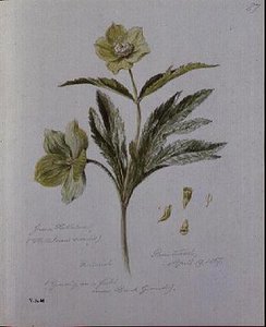Grön Hellebore, målad på Brantwood