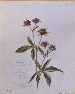 Marsh Cinquefoil, målad i Brentwood