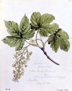 Sycamore, eller Great Maple, målad i Loughton