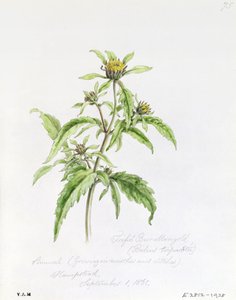 Trifid Burr-Marigold, målad i Hampstead, 1 september 1861 av William James Linton