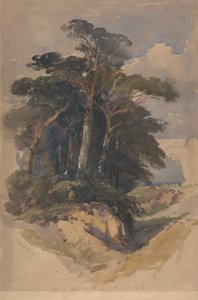 Pines på Hampstead Heath av William James Muller