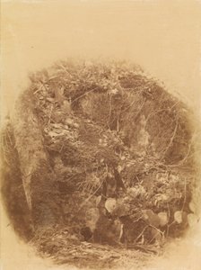 Utan titel, från portfolion The Forest: Adirondacks skogar av William James Stillman