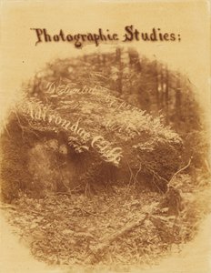 Utan titel, från portfolion The Forest: Adirondacks skogar av William James Stillman