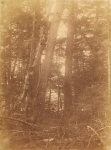 Utan titel, från portfolion The Forest: Adirondacks skogar av William James Stillman