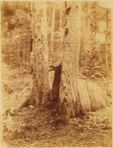 Utan titel, från portfolion The Forest: Adirondacks skogar