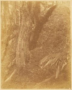 Utan titel, från portfolion The Forest: Adirondacks skogar