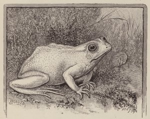 En albinogroda (gravyr) av William James Webbe