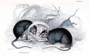 Gravyr av svart råtta fångad i fälla, 1838 av William Jardine