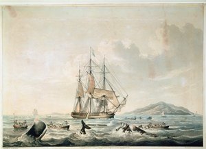 Valfiske i Söderhavet, graverat av T. Sutherland av William John (after) Huggins