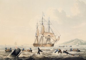 Whaling in South Seas, gravyr av William John Huggins (1781-1845), 44x57 cm