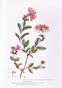 Honeysuckle, Nature in Britain publicerad av Collins, 1946 av William Kilburn