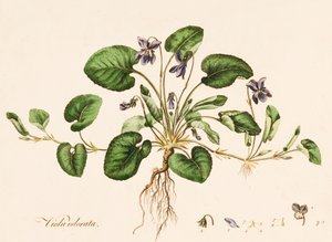 Sweet Violet, c1770-1790.