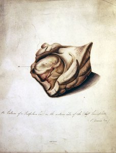 Study of the Brain II, c.1850 (akvarell på papper) av William Lover
