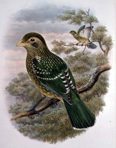 Ailuroedus Crassirostris, Grön kattfågel (färg litho)