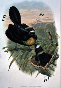 Arfak Sextrådiga paradisfågel (färg litho)