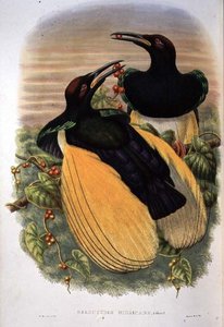 Paradisfågel: Tolvtrådig, Seleucidis Melanoleuca (färg litho)