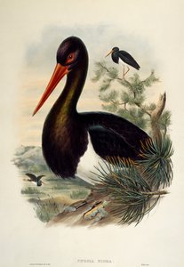Svart stork (Ciconia nigra), litografi från Birds of Great Britain
