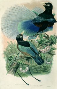 Blue Bird of Paradise (färg litho)