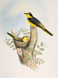 Brunrumpad Minivet (Pericrocotus cantonensis), litografi från Birds of Asia