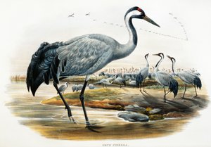 Trana (Grus cinerea), litografi från Birds of Great Britain