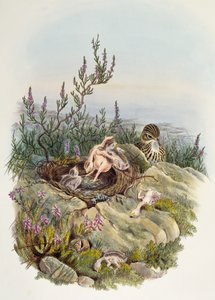 Common Cuckoo, av John Gould (1804-1881), litografi av William Matthew Hart (1830-1908), Storbritannien av William Matthew Hart