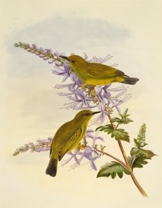 Gråstrupig vitöga (Zosterops rendovae), gravyr av William Matthew Hart (1830-1908), Storbritannien av William Matthew Hart