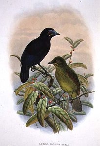 Loria Loriae, Lorias paradisfågel (färg litho)