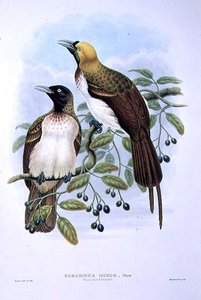 Paradisaea Guilielmi - Lesser Bird of Paradise (färg litho) av William Matthew Hart