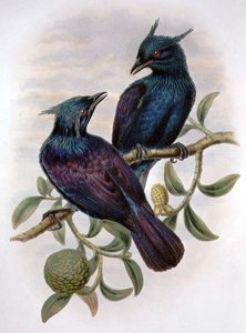 Phonygama Purpureiviolacea (färg litho)