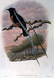 Pteridophora Alberti, kung av Sachsen Paradisfågel (färg litho)