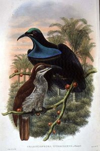 Ptiloris Magnificus, gevärsfågel av paradiset (färg litho)