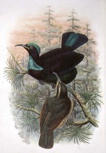 Ptiloris Victoriae, Victoria Rifle Bird of Paradise (färglitografi)
