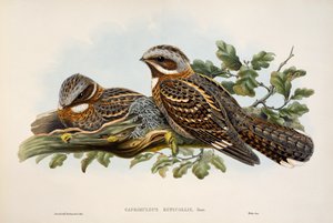 Rödhalsad Nightjar (Caprimulgus ruficollis), litografi från Birds of Great Britain