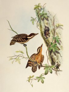 Sunda hackspett (Dendrocopos moluccensis), litografi från Birds of Asia av William Matthew Hart