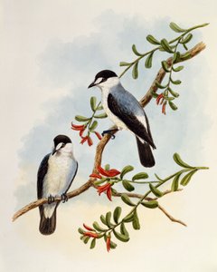 Torrent Robin (Monachella muelleriana), gravyr av William Matthew Hart (1830-1908), Storbritannien