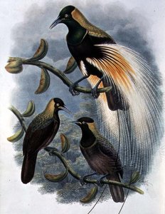 Trichoparadisea Gulielmi (färg litho)