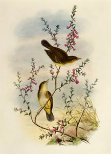 Vitfläckig flugsnappare (Pseudogerygone notata), gravyr av William Matthew Hart (1830-1908), Storbritannien av William Matthew Hart