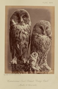 Cinereous uggla; Stor grå uggla. Hane  hona av William Notman