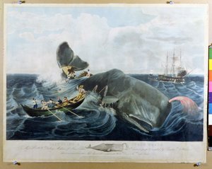 Capturing a Kaskelot, graverad av J. Hill, publicerad 1835